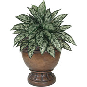2 Foot Silk Aglaonema Plant in Wood Urn Container