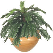 30 Inch Silk Cycas Plant in Ash Container