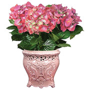 4" Pink English Garden Vase with Hydrangeas