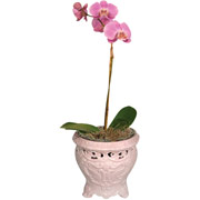 4" Pink English Garden Vase with Orchids