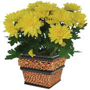 4" Seagrass Square Planter with Mums