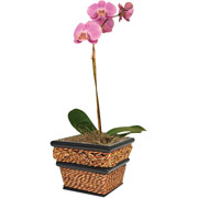 4" Seagrass Square Planter with Orchids