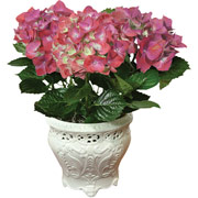 4" White English Garden Vase with Hydrangeas