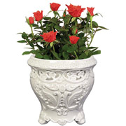 4" White English Garden Vase with Roses