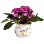 4" White Porcelain Vase with African Violets