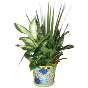 6" Floral Vase with Dish Garden