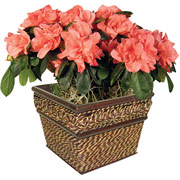 6" Seagrass Square Planter with Azaleas