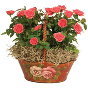 Double Tea Rose Basket with Roses