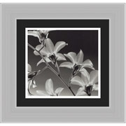 "Orchid Denrobium" Framed Print