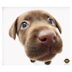 Allsop CLEAN SCREEN CLOTH - CHOCOLATE LAB