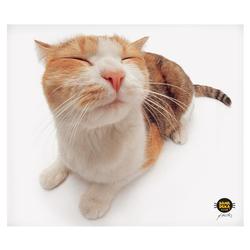 Allsop CLEAN SCREEN CLOTH - PET ME CAT