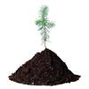 DELL Plant a Tree for Me - Offset a Desktop