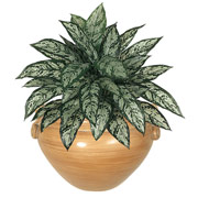 2 Foot Silk Aglaonema Plant in Ash Container