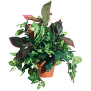 30 Inch Silk Mixed Greens in Terracotta Container