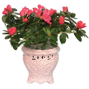 4" Pink English Garden Vase with Azaleas