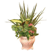 4" Pink English Garden Vase with Dish Garden