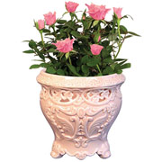 4" Pink English Garden Vase with Roses