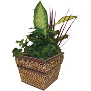 4" Seagrass Square Planter with Dish Garden