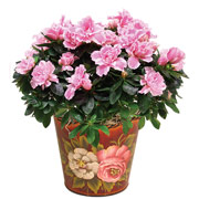 4" Tea Rose Planter with Azaleas