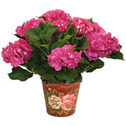 4" Tea Rose Planter with Hydrangeas