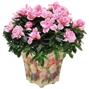 4" Victorian Metal Tole Pot with Azaleas