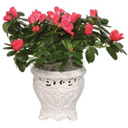 4" White English Garden Vase with Azaleas