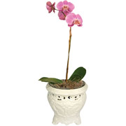 4" White English Garden Vase with Orchids