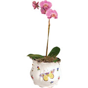 4" White Porcelain Vase with Orchids