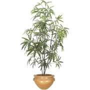 5 Foot Silk Aralia Tree in Ash Container