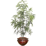 5 Foot  Silk Aralia Tree in Mahogany Container