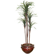 5 Foot Silk Dracanea Tree in Mahogany Container