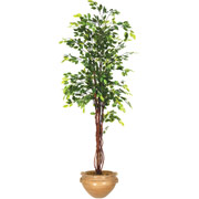 6 Foot Silk Ficus Tree in Ash Container