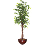 6 Foot Silk  Ficus Tree in Mahogany Container