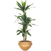 6 Foot Silk Yucca Tree in Ash Container