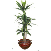 6 Foot Silk Yucca Tree in Mahogany Container
