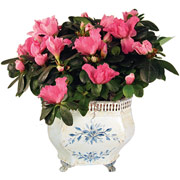 6" Delph Metal Pot with Azaleas