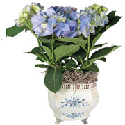 6" Delph Metal Pot with Hydrangeas