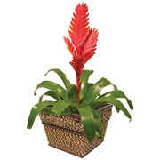 6" Seagrass Square Planter with Bromeliad Plants