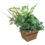 6" Seagrass Square Planter with Dish Garden