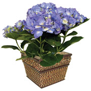 6" Seagrass Square Planter with Hydrangeas