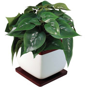 8 Inch Silk Greenery Bush in White Ceramic Pot with Mahogany Trim