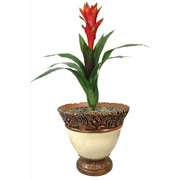 Artificial Silk Guzmania Plant in White Urn Container