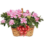 Double Wicker Peanut Basket with Azaleas