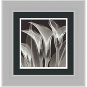 "Four Callas #3", Framed Print