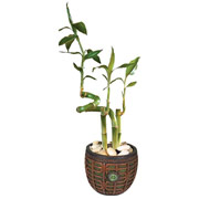 Lucky Bamboo Silk Plant in Zen Pot