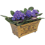 Medallion Lacquer Windowbox with African Violets