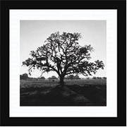 "Oaktree, Sunrise, Northern California, 1966", Framed Print