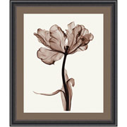 "Parrot Tulip I" Framed Print