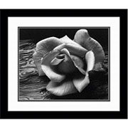 "Rose and Driftwood, San Francisco, California, 1932", Framed Print